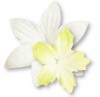 Papierowe kwiatki Heyda zółto/białe x80