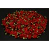 Ryczki atasowe mini czerwone/zielone x10
